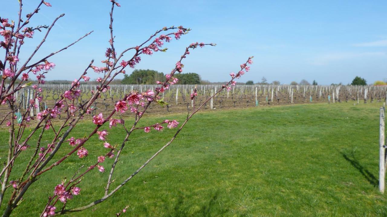 Villa l'Ecrin au coeur des vignes à Saint-Georges-sur-Cher Extérieur photo